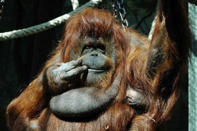 Unlike other human protagonists in the films opening this week, NÃ©nette's leading lady is a 40-year-old orangutan. NÃ©nette traces the title character beyond her 30-something years at the Jardin des Plantes in Paris, where she is the oldest inmate. An animal who was once spritely and active, she is now shown in her arthritically  tired, and possibly depressed state. Throughout the entire documentary, the camera's gaze focuses almost solely on NÃ©nette, despite the off-screen voices of visitors and experts piped in throughout the hour-plus film by documentarian Nicolas Philibert.Just as observers cannot seem to agree on what exactly is ailing NÃ©nette, critics seem equally conflicted in their reviews. The Times recommends the film as, "Beautiful in its minimalism, NÃ©nette is no anti-zoo rant but a melancholy meditation on captivity."' Contrastingly, the Village Voice warns, "Watching NÃ©nette watch those who gape at her is an intriguing, multi-layered exercise of voyeurism, but one that wanes after our gaze is demanded for too long."